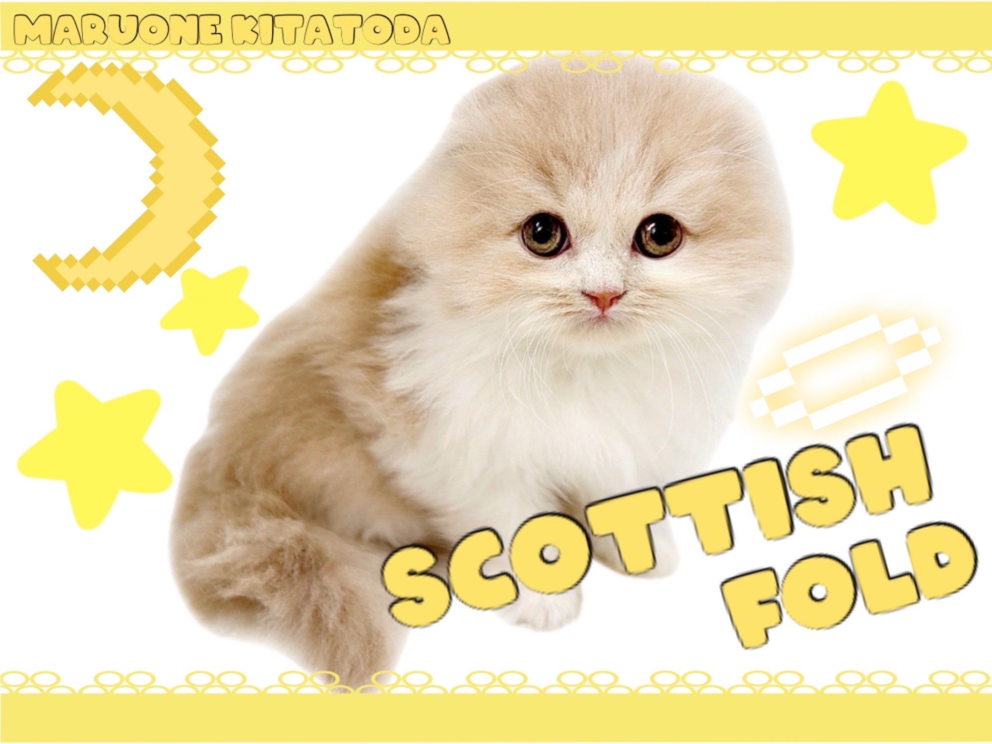 スコティッシュフォールド 】垂れ耳、長毛、希少カラー！プレミアム