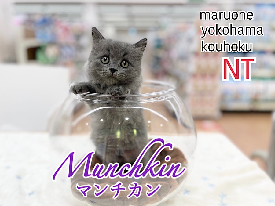 マンチカン様 f16677282ca0b350e3383d91f4221f