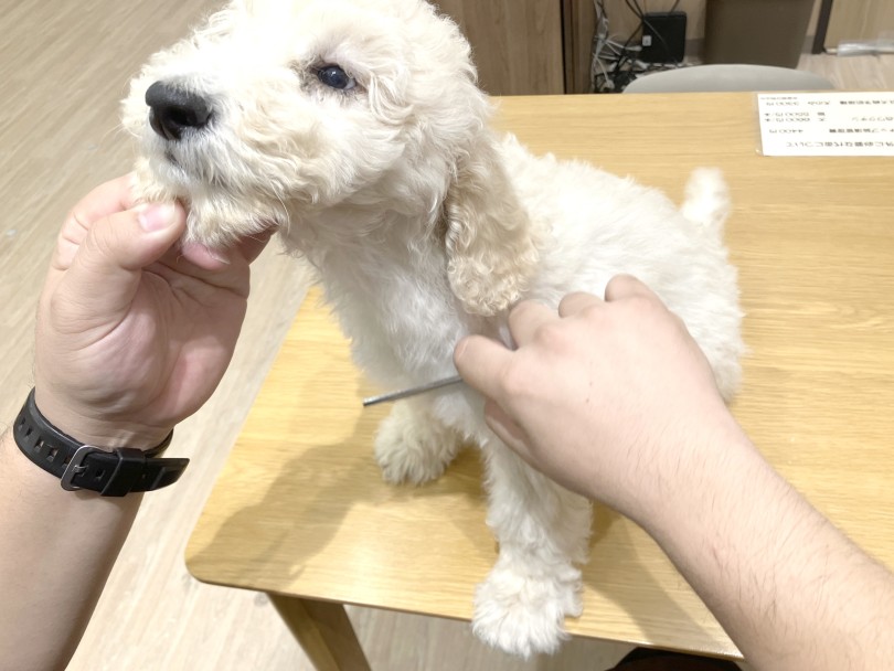 毛が抜にくい大型犬 | スタンダード・プードル （21-160） - 鶴ヶ島店