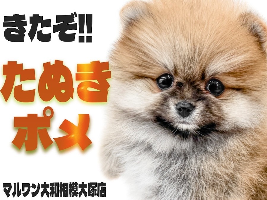 ポメラニアン 】マズルも可愛さもギュッと詰まった最高のタヌキポメに