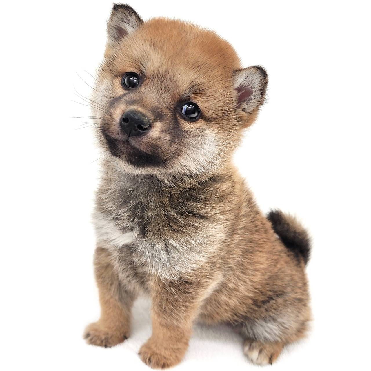 ヒトミ様柴犬①