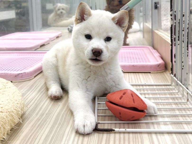 何をしてても様になる | 柴犬 （07-160） - 横浜 鶴見店