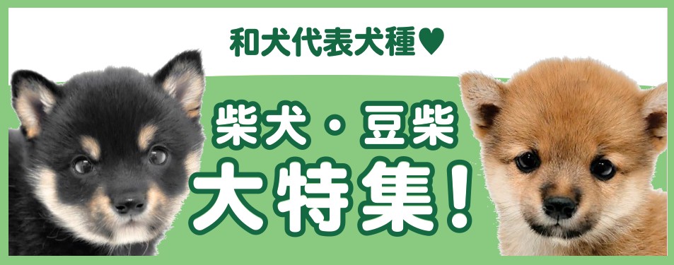 柴犬・豆柴特集 】1/23現在在店中の日本犬代表！最新動画は必見