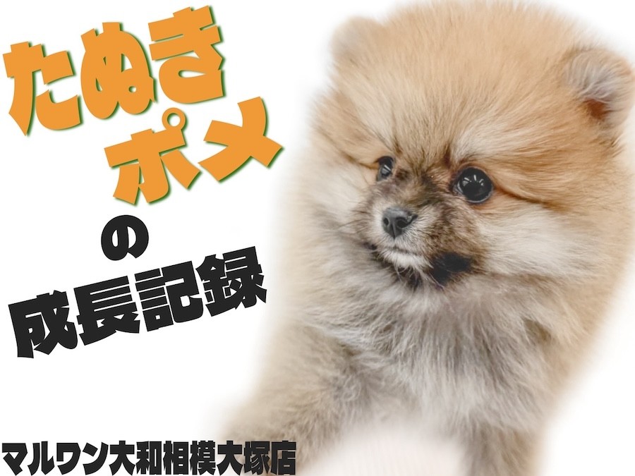 ポメラニアン 】生後3ヶ月！間違いなく可愛いタヌキポメをお探しの方は