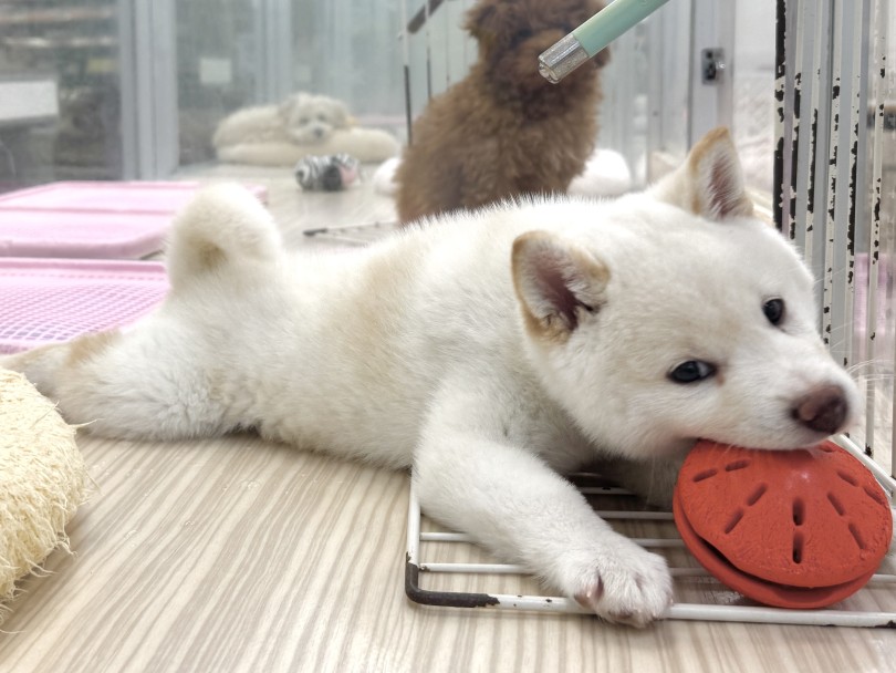 素直でよく言うことを聞いてくれます！ | 柴犬 （07-160） - 横浜 鶴見店