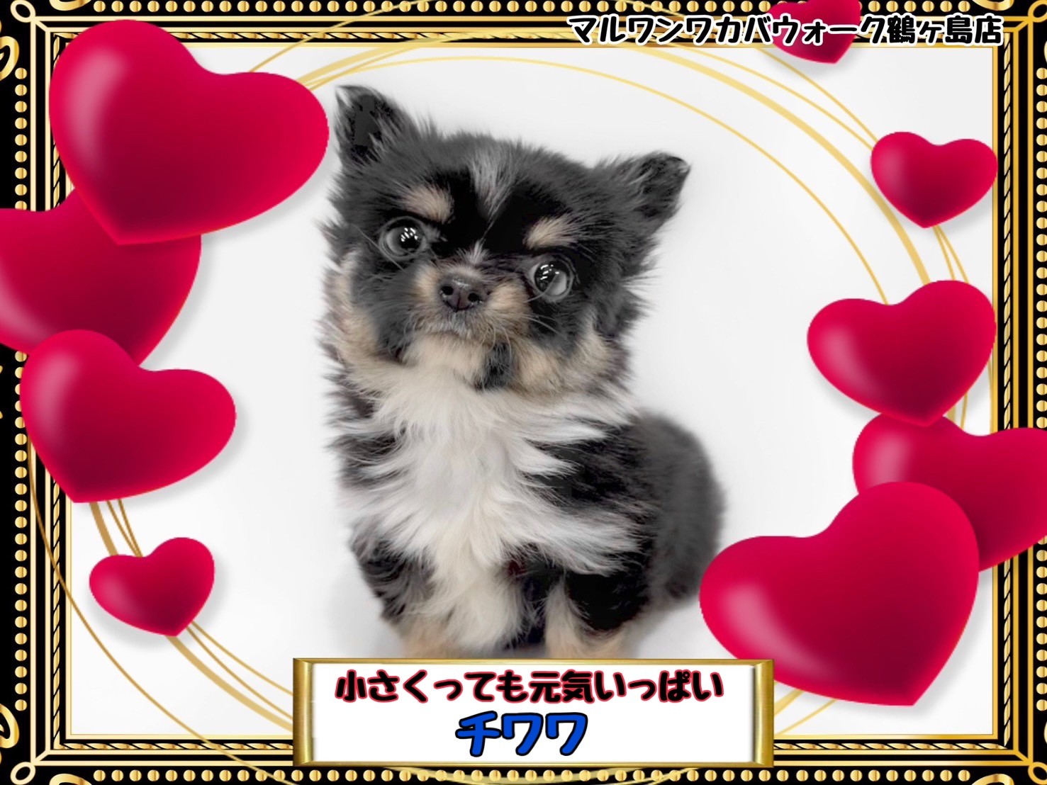 チワワ 】コロンと小さく可愛いチワワちゃん | マルワンBLOG | ペット