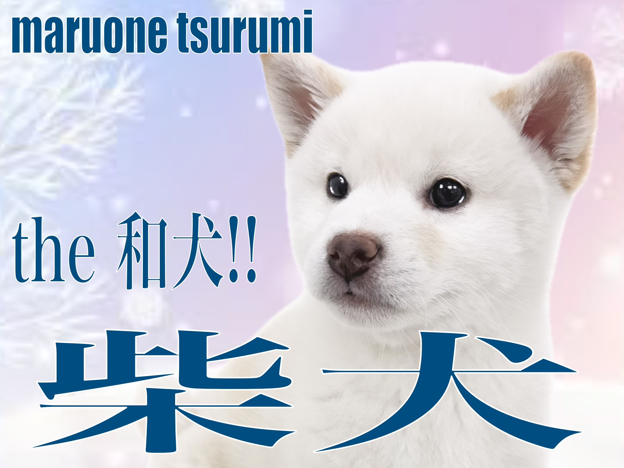 柴犬 】これぞ和犬。可愛くも凛々しい白色の男の子！ | マルワンBLOG