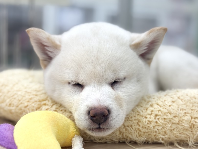 気になった方は是非マルワン横浜 鶴見店までお越し下さいませ♪ | 柴犬 （07-160） - 横浜 鶴見店