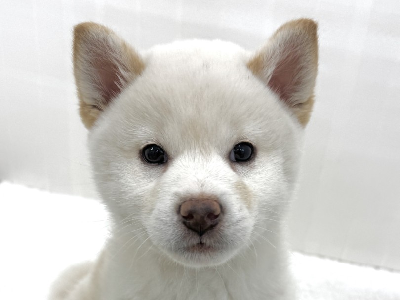 お顔は男の子らしく凛々しさも伺えます！ | 柴犬 （07-160） - 横浜 鶴見店