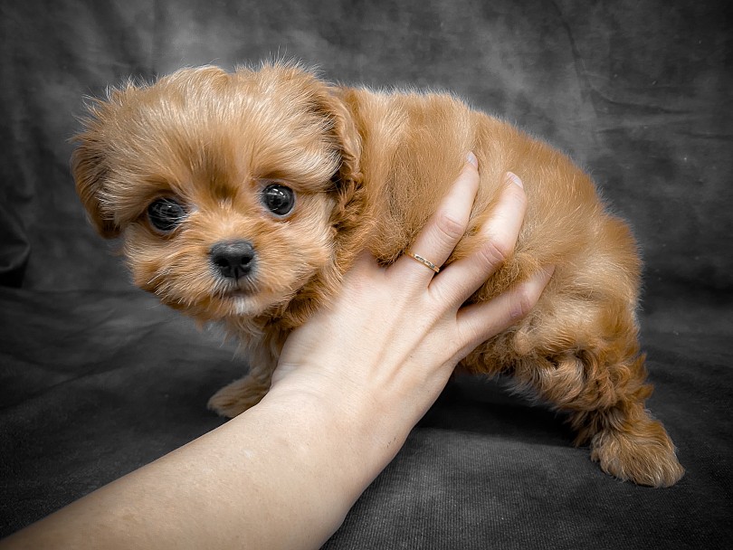 顎下と胸元のホワイトカラーはこの子ならではのオンリーワンカラー！ | MIX犬 チワプー （06-244） - 横浜 大倉山店