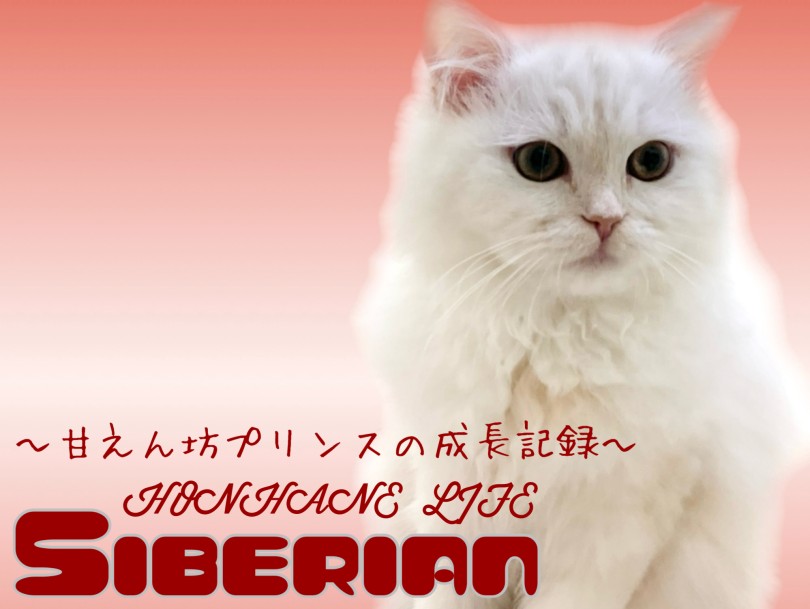 【 サイベリアン 】絹のようなクリームの被毛に包まれた甘えん坊プリンスの成長記録！