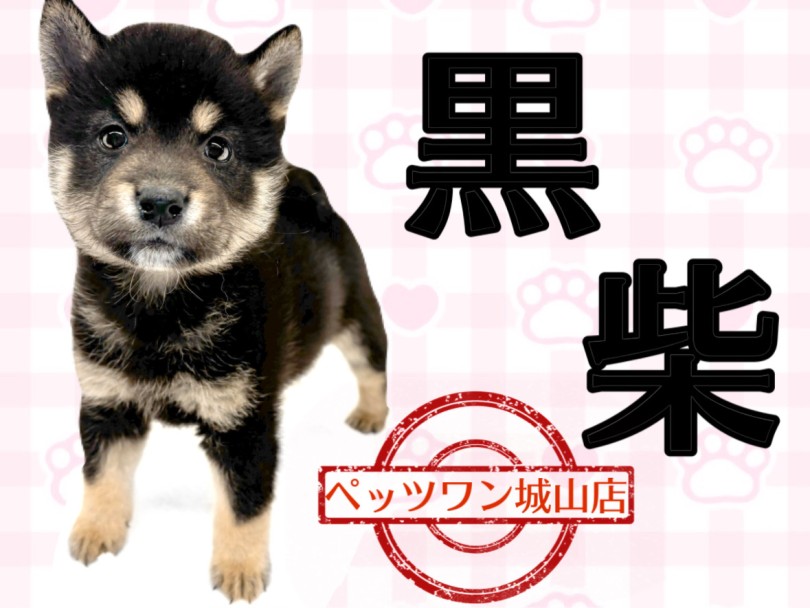 【 柴犬 】たくさんのチャームポイントを持つ黒柴ちゃん