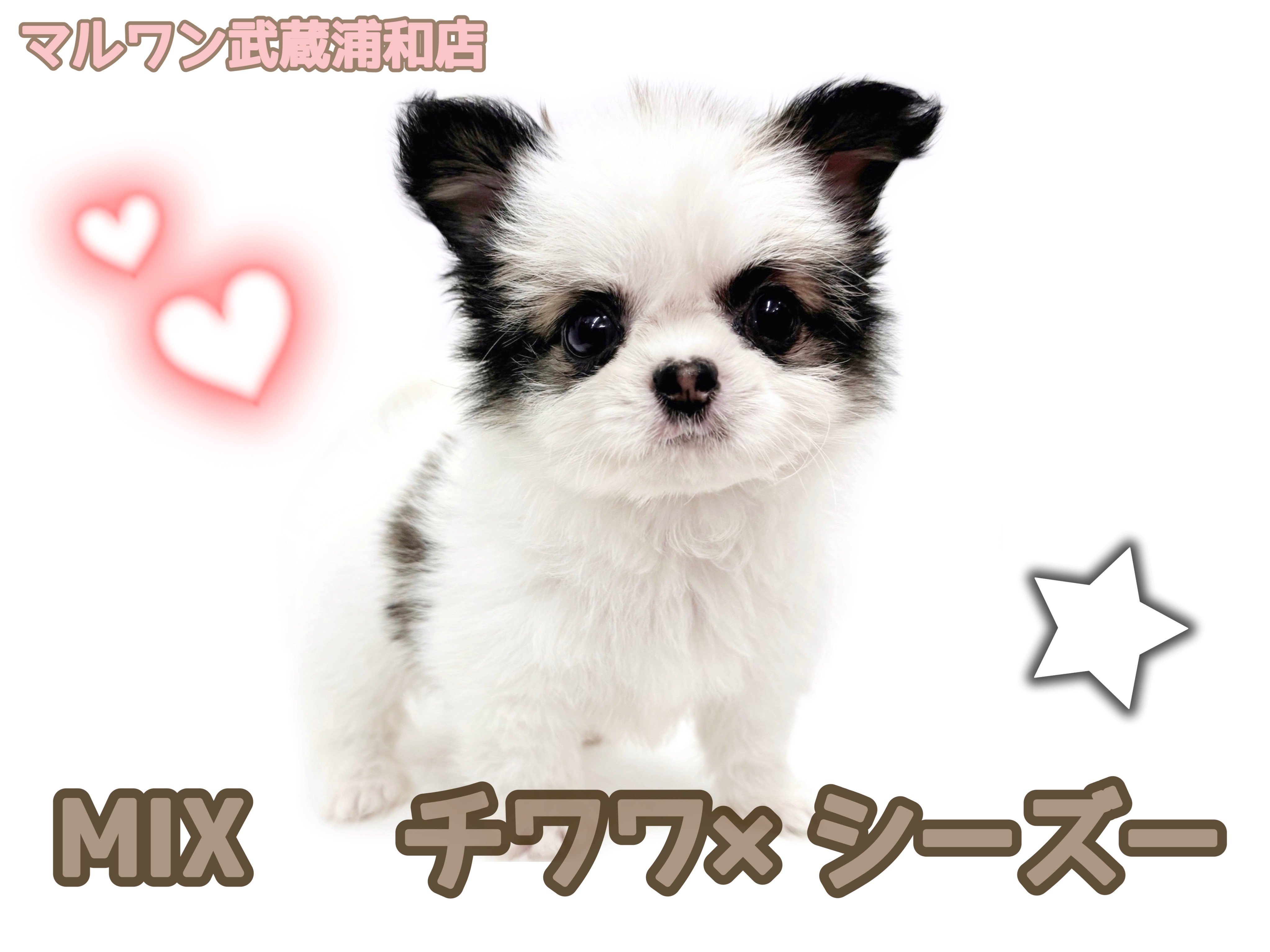 オーダーページ 3/3和風ステージわんこ・ポメ・柴・チワワ細長