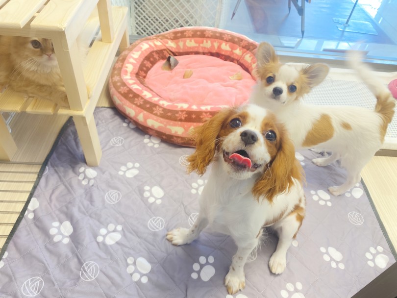 お部屋のドアを開けるとぴょんぴょん♪飛び跳ねて大歓迎！ - 横浜 大倉山店