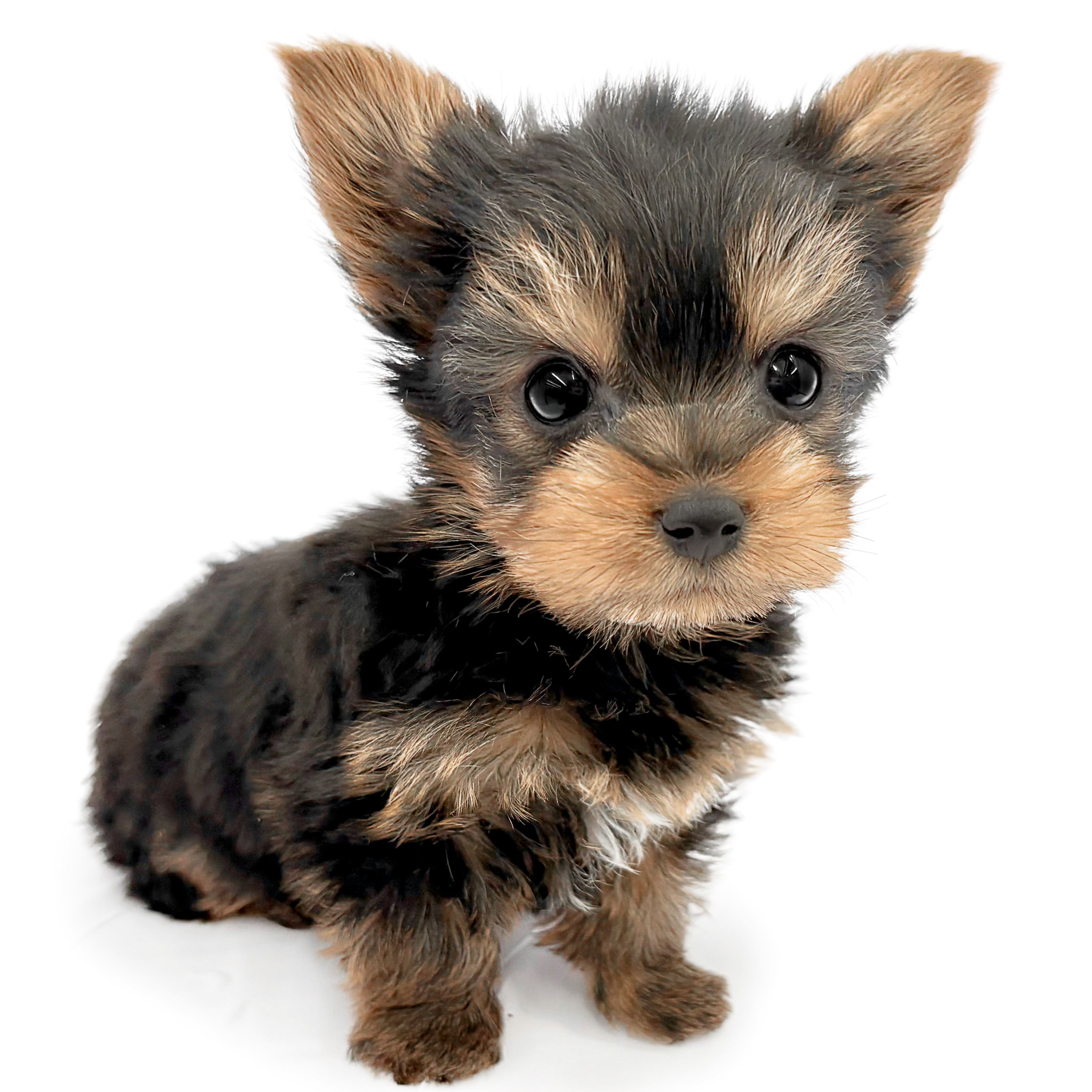 ヨークシャーテリア | ペットショップ マルワン 小さめ子犬 美形な子猫