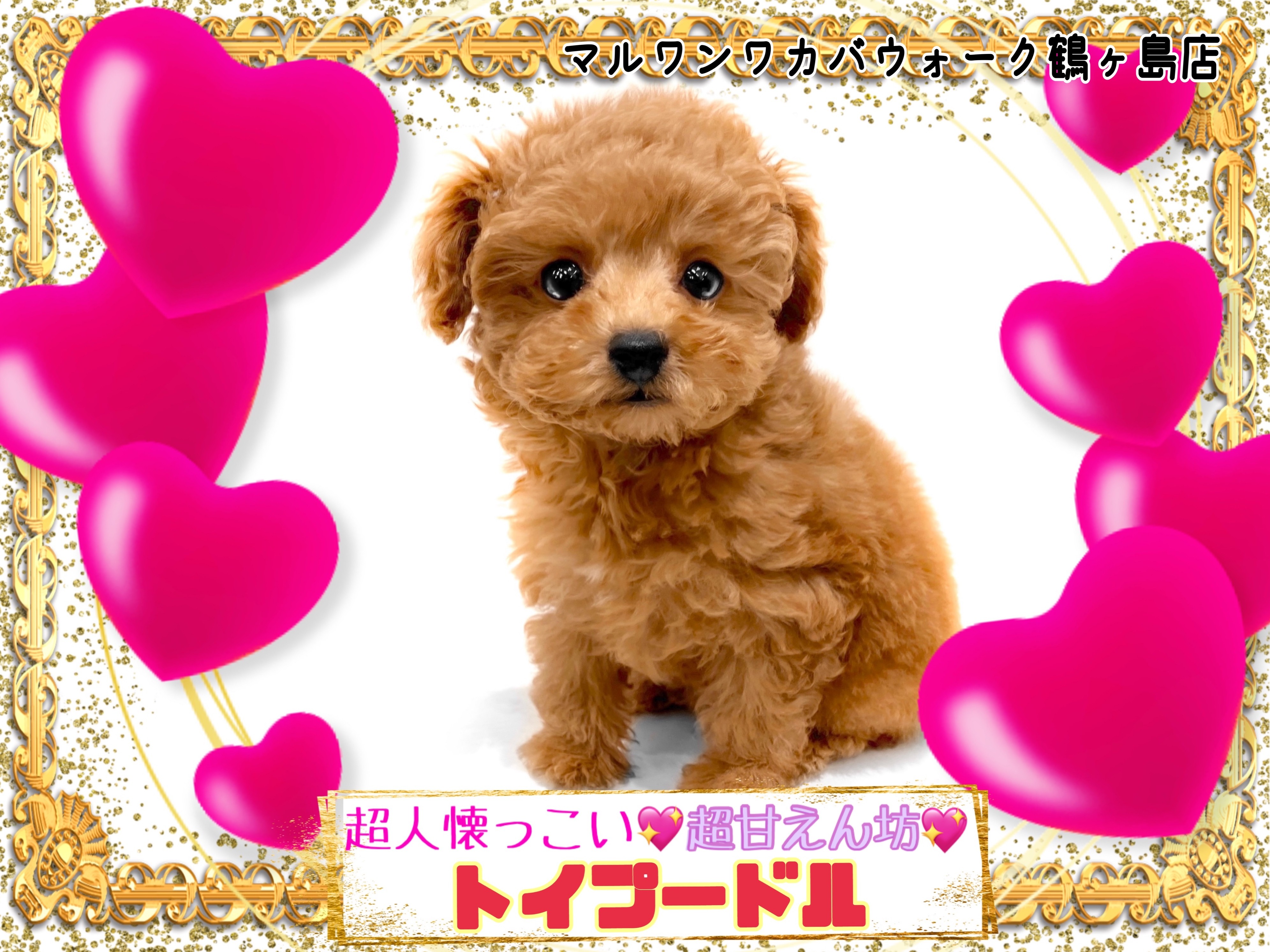 トイプードル 】愛嬌と明るい性格で人々を魅了するトイプーちゃん  