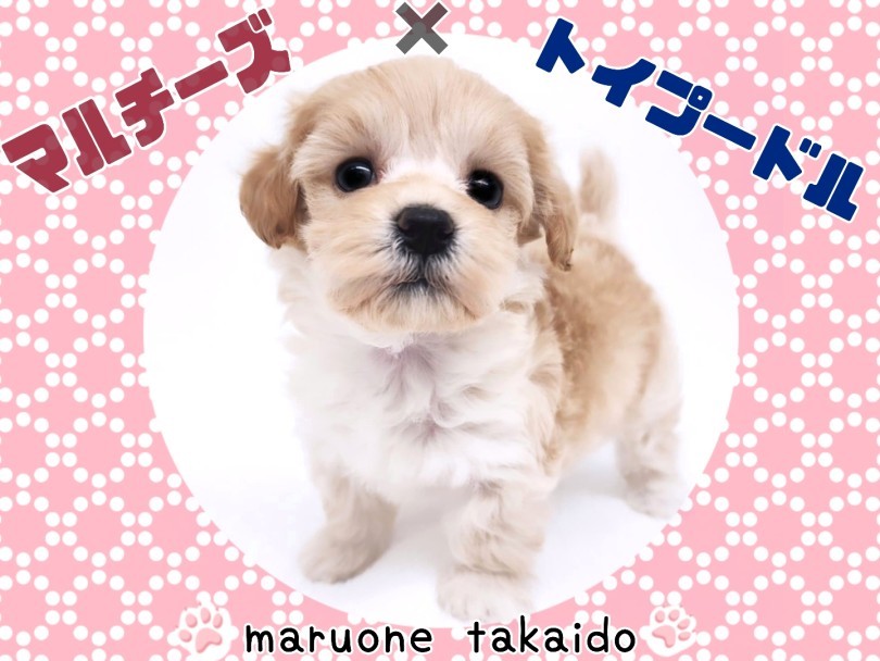 もふもふ小さめマルプーちゃん もふもふ小さめマルプーちゃん もふもふ小さめマルプーちゃん もふもふ