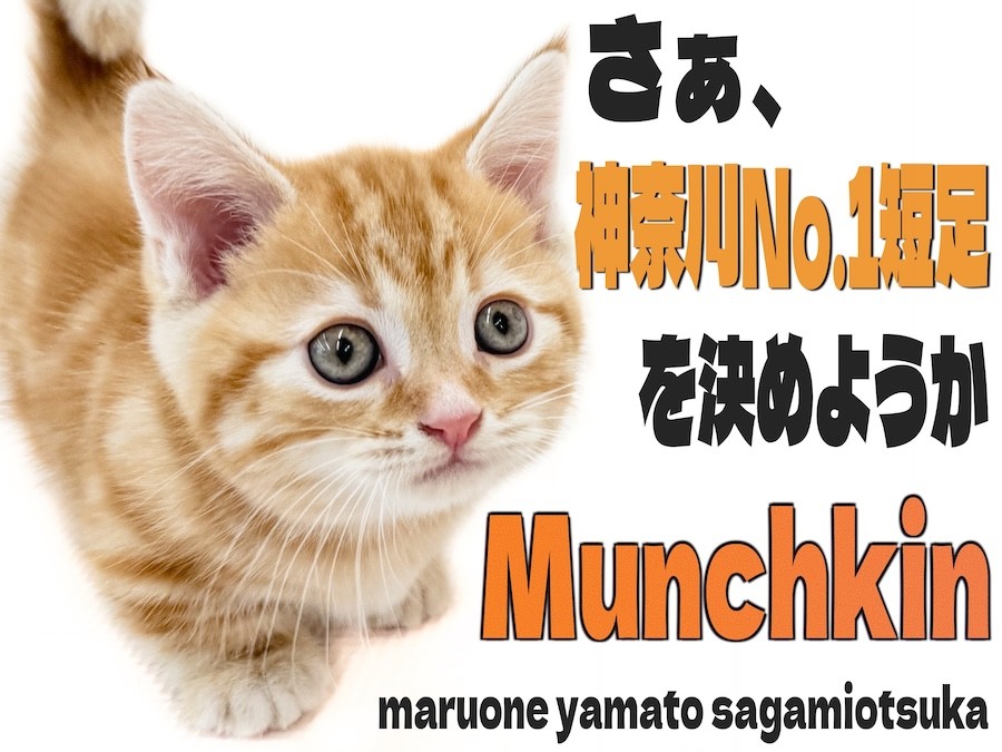 総柄【クニオコレクション】マルチカラーポロシャツ M 猫ちゃん