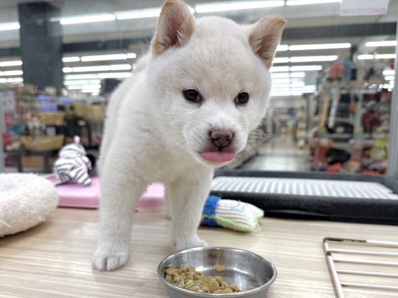 入店時からの食べっぷりもとってもいい | 柴犬 （07-160） - 横浜 鶴見店