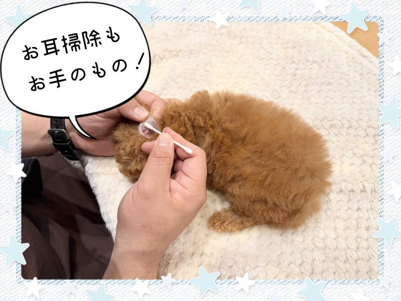 垂れ耳の犬種なのでお耳掃除は大切！ | トイ・プードル （21-171） - 鶴ヶ島店