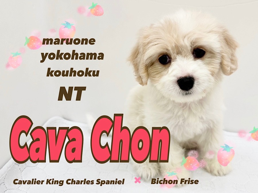 0c0ed7e07e64c1f8b0c78fda891e12