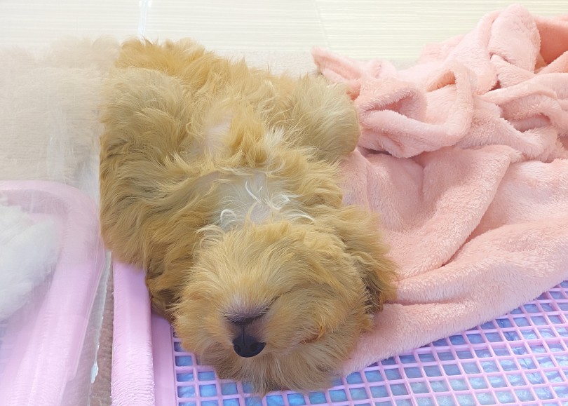 口元可愛い・・・♡ | MIX犬 チワプー （06-244） - 横浜 大倉山店