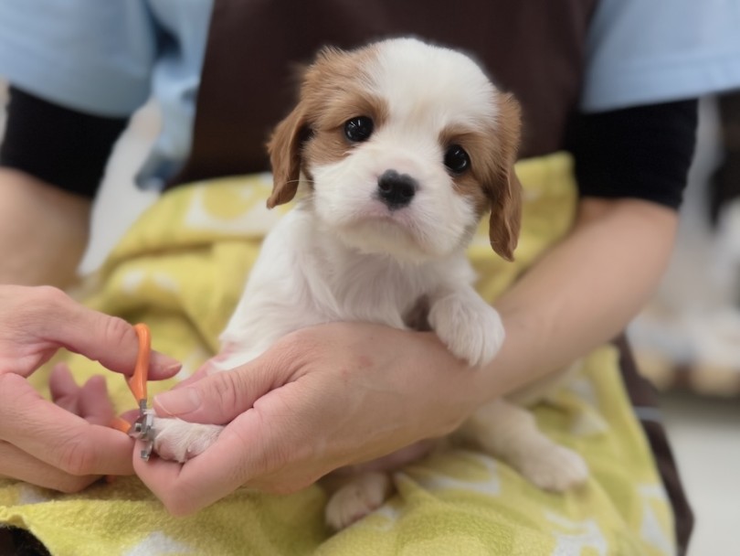 どこを触っても嫌がらず、お手入れにかかる所要時間は5分程度 | キャバリア・キングチャールズ・スパニエル （16-218） - 横浜 今宿店