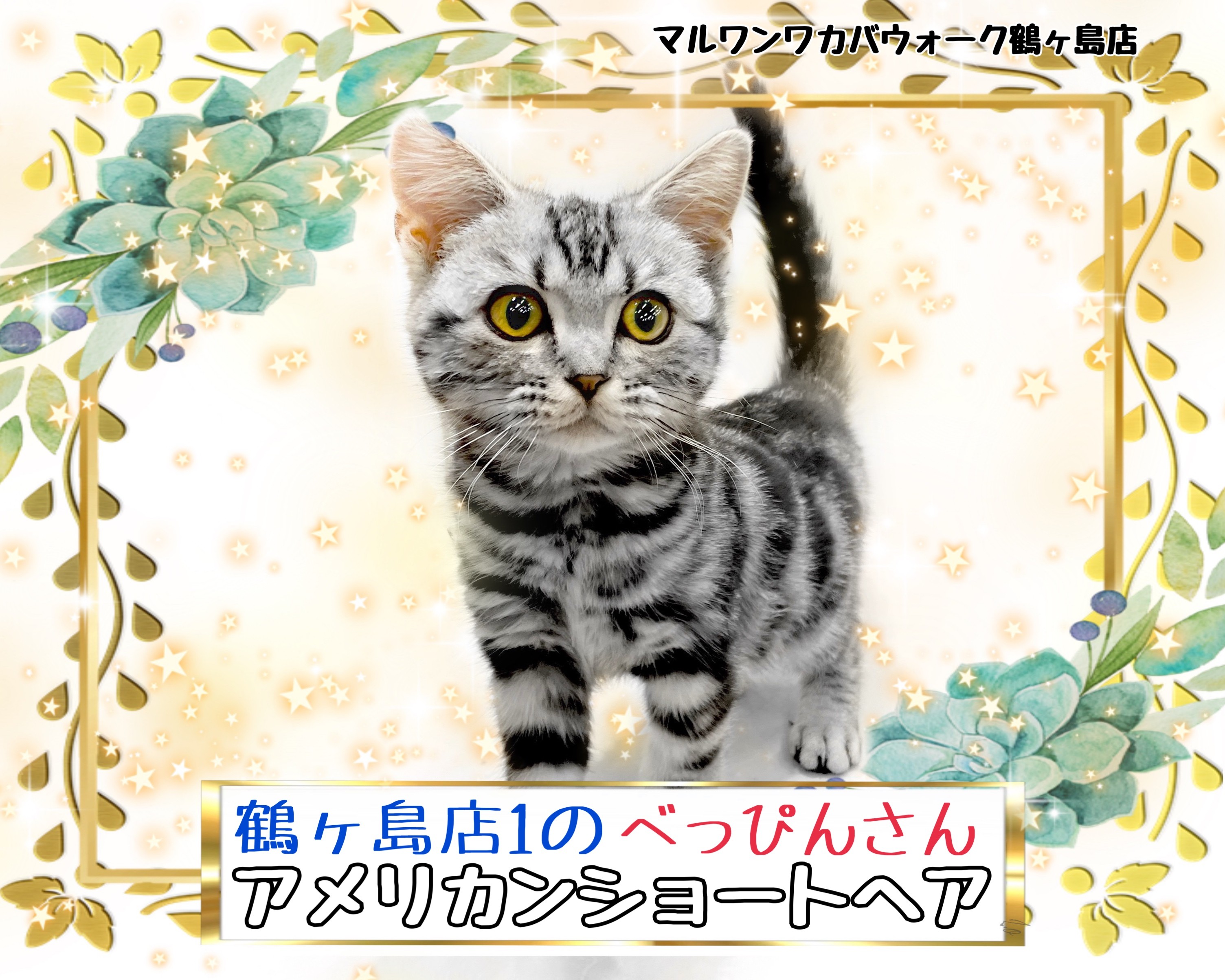とんみ♡パリの街並みウィンドウショッピング猫ちゃん とんみ様専用♡パリの街並みウィンドウショッピング猫ちゃん