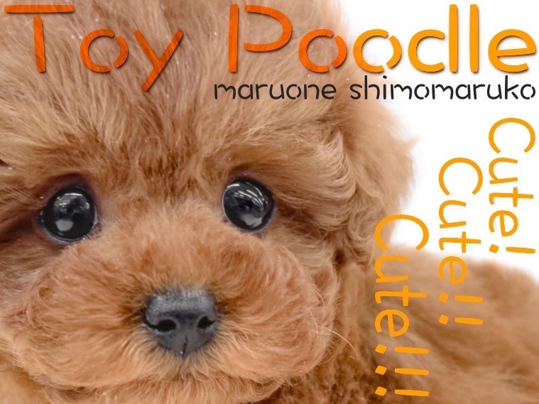 トイプードル うつぶせトイプードル マグネットならaruBuy（あるばい）