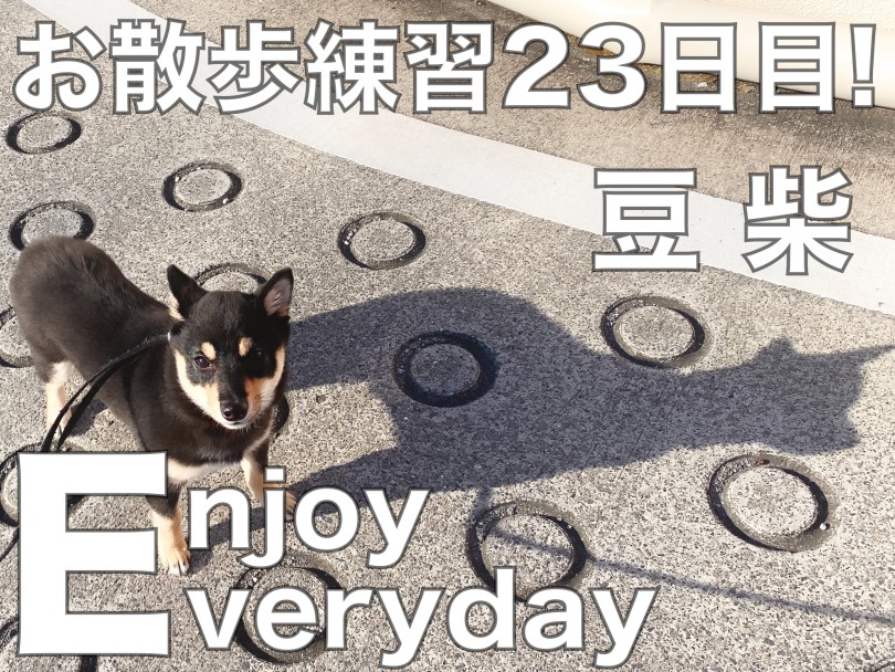 【 豆柴 】お散歩練習23日目！ぽかぽか陽気にお外に出てみよう！