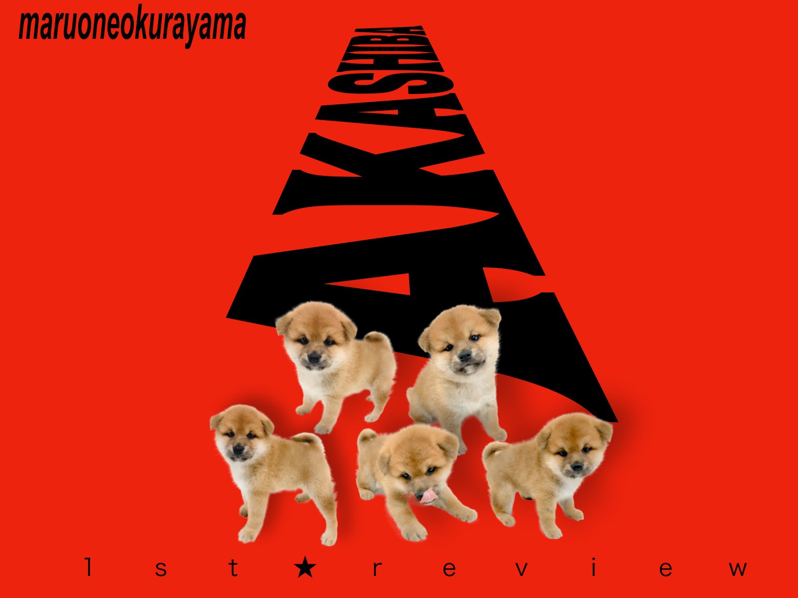 柴犬 】究極くま顔とくっきり二重まぶたが愛らしい！大倉山不動の柴犬