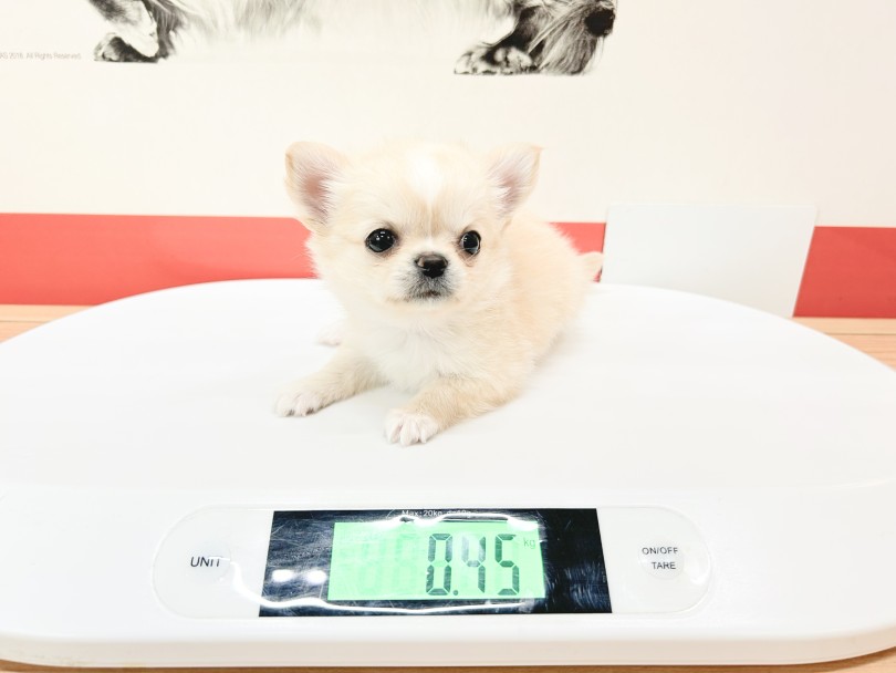 成犬時の予想体重は1.5kg〜3kg | チワワ （18-480） - 横浜 元町店