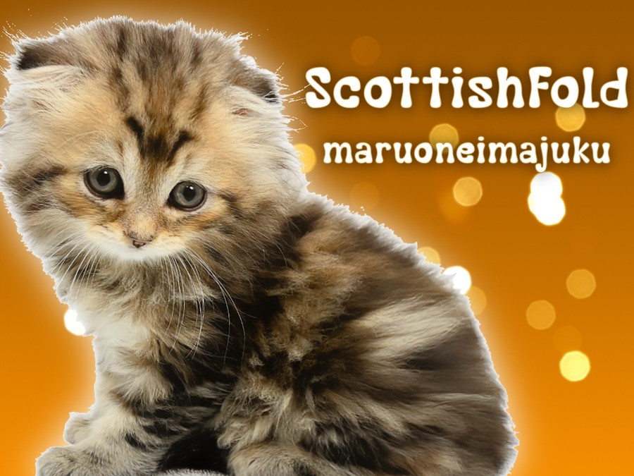 963214f350b851cf943db86b8d4cc7