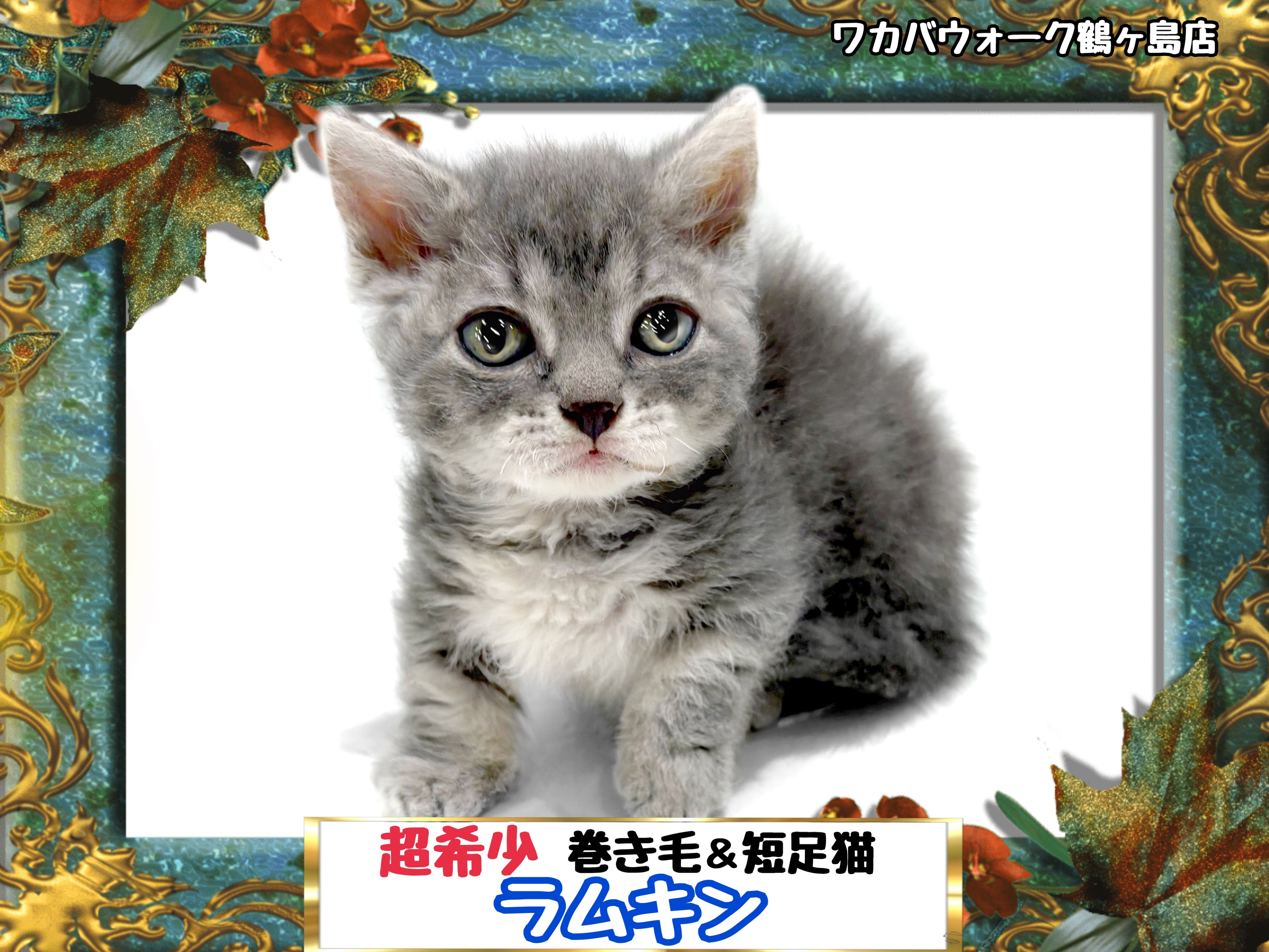 ラムキン 】本当に2度と会えないかもしれない希少猫ラムキンちゃん