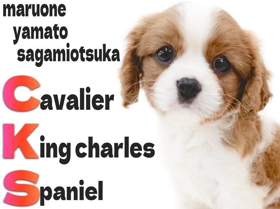 海外作家様/アートドール/犬/キャバリア f12c1d526617f1720014f9b4341ae1