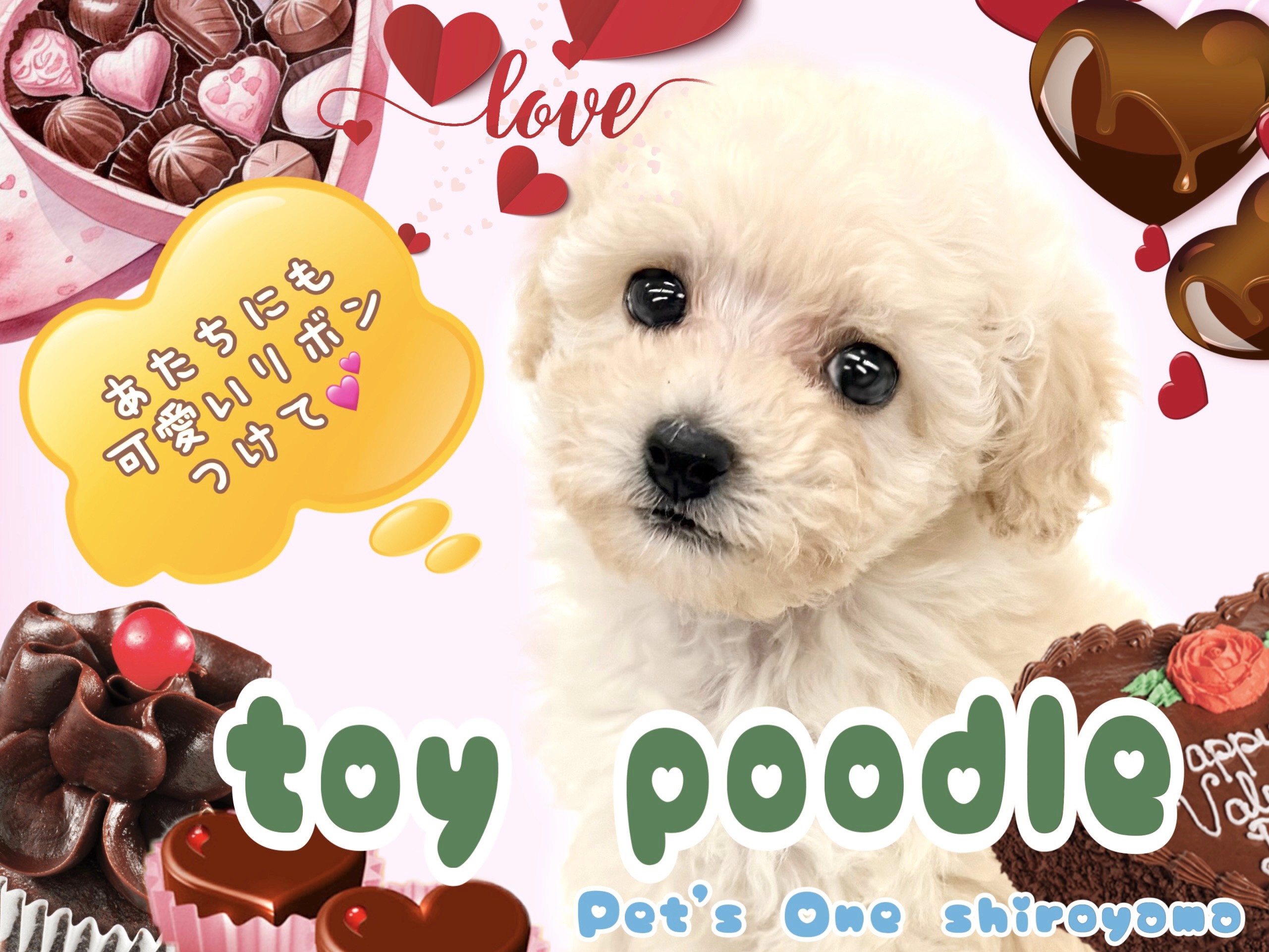 トイ・プードル 】久々にやって来たクリームプーちゃん！お見逃しなく