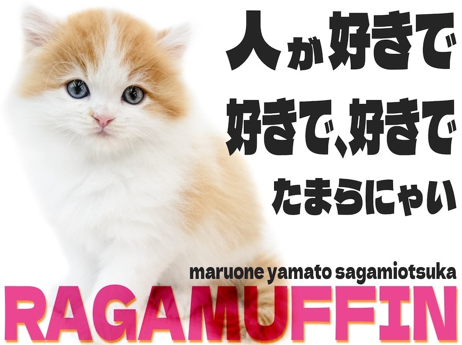 ラガマフィン 】人が好きで、へそ天も見せてくれる！懐っこい猫が好き