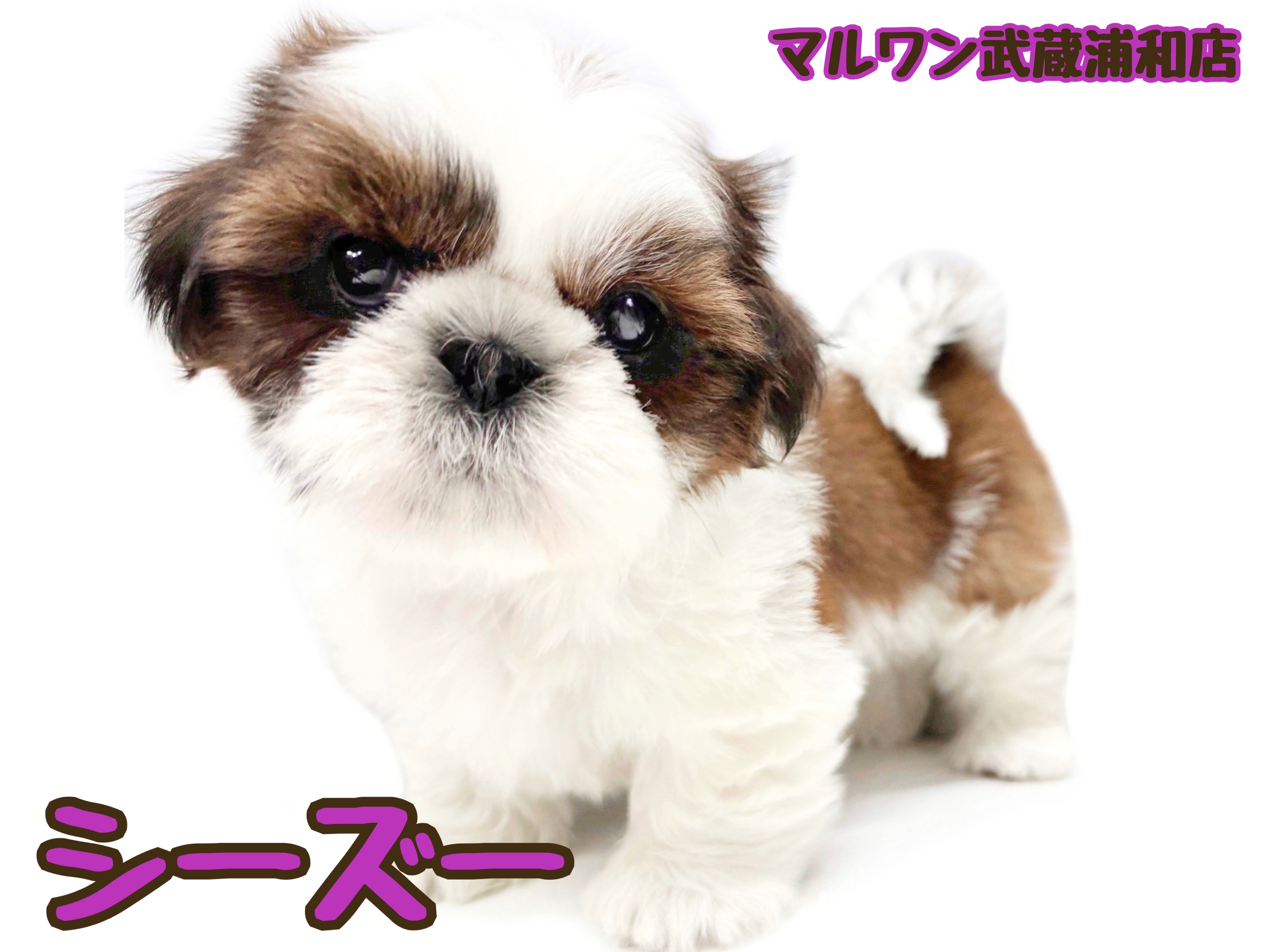 シーズー 】大きな瞳と長いまつ毛が可愛い心優しい女の子が埼玉浦和に