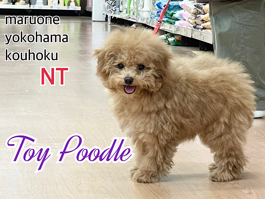 まるまる「ポメチワとトイプードル モービル」2点