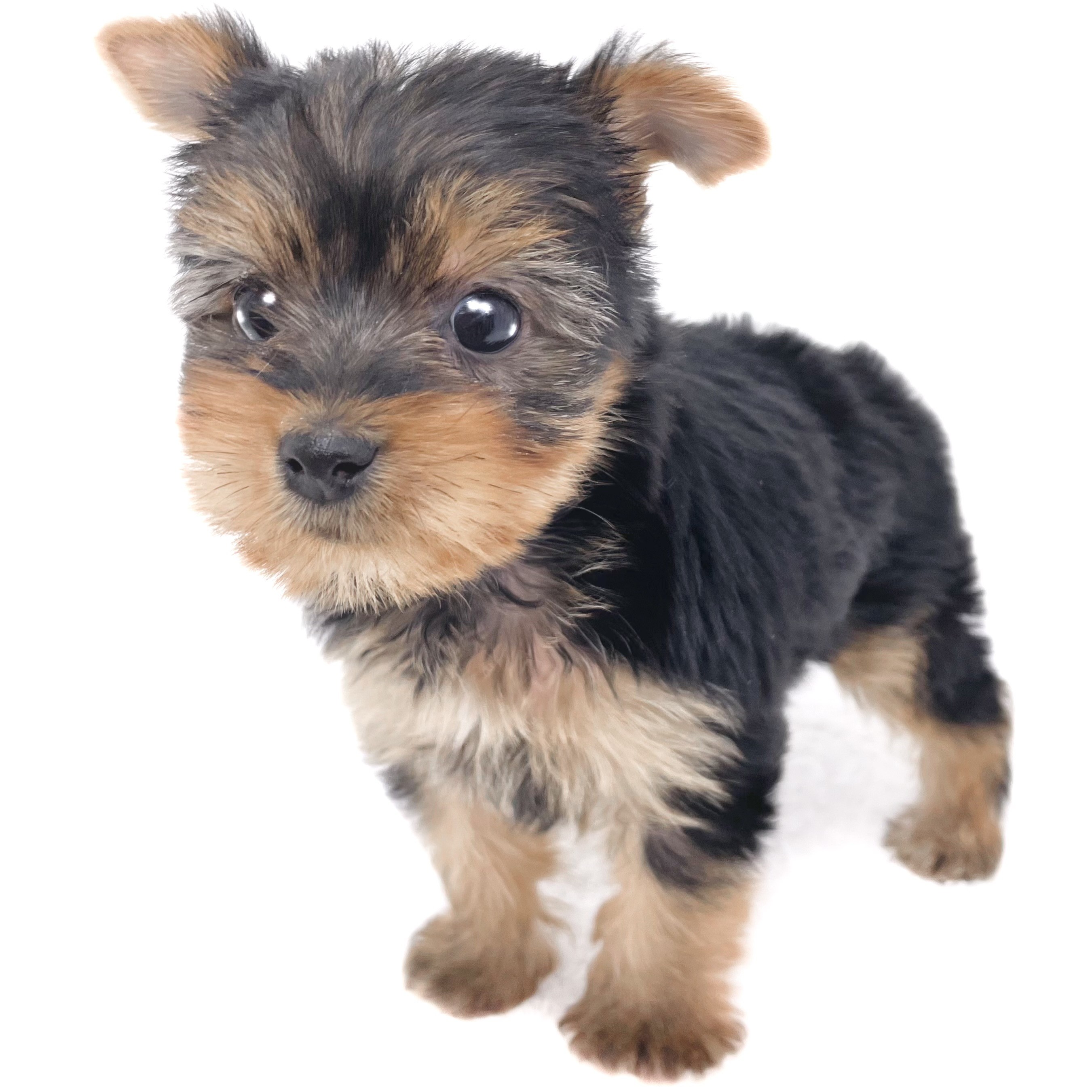 c4d6cc44be015c98969c42fdbfc6b2