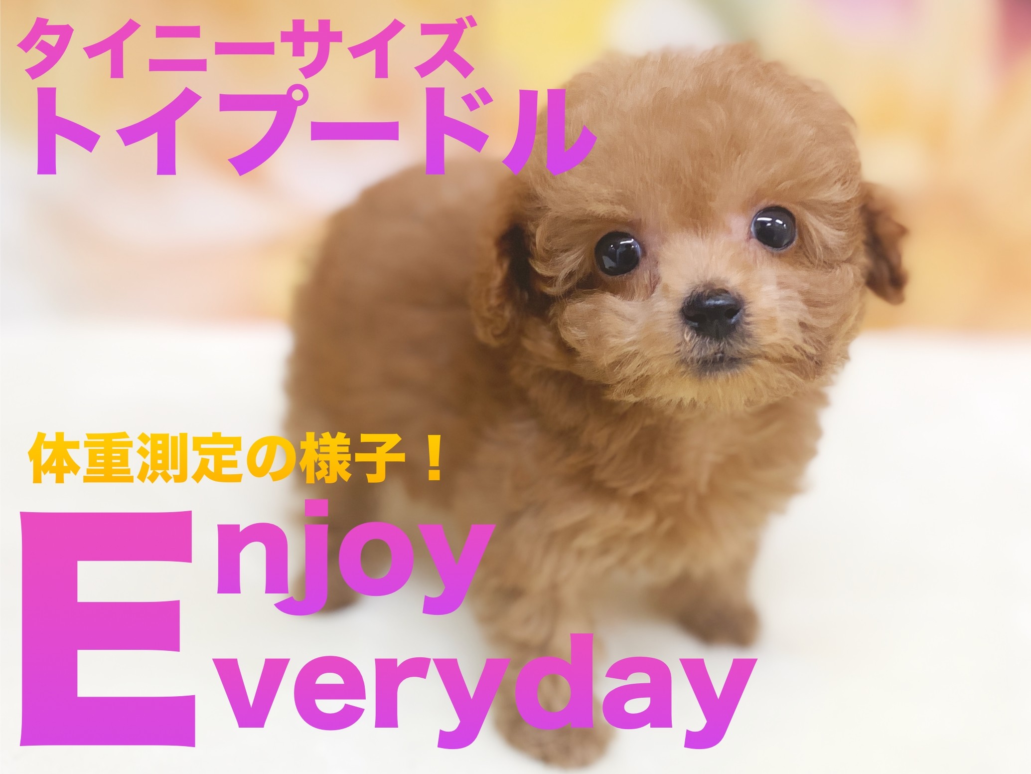 トイプードル 】タイニーサイズ有望トイプードルちゃんの体重