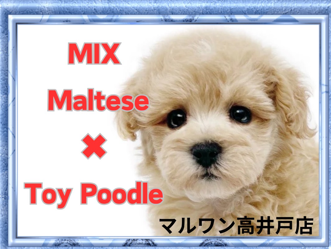 MIX 】クリームカラーの癒し系ガール！おっとりフレンドリーなマルプー