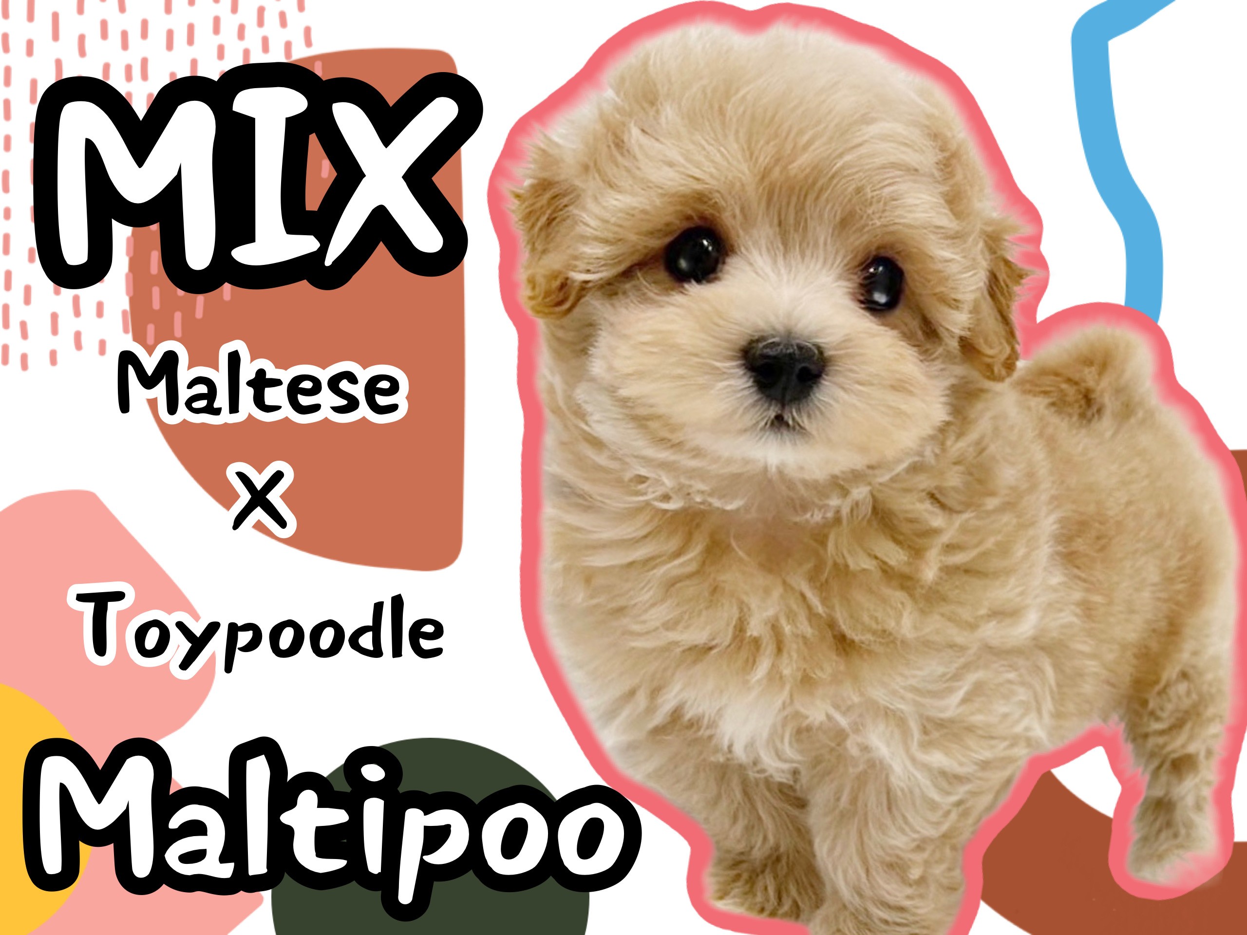 もふもふ小さめマルプーちゃん MIX犬 】小さめドワーフタイプのマルプーちゃん！その魅力をご