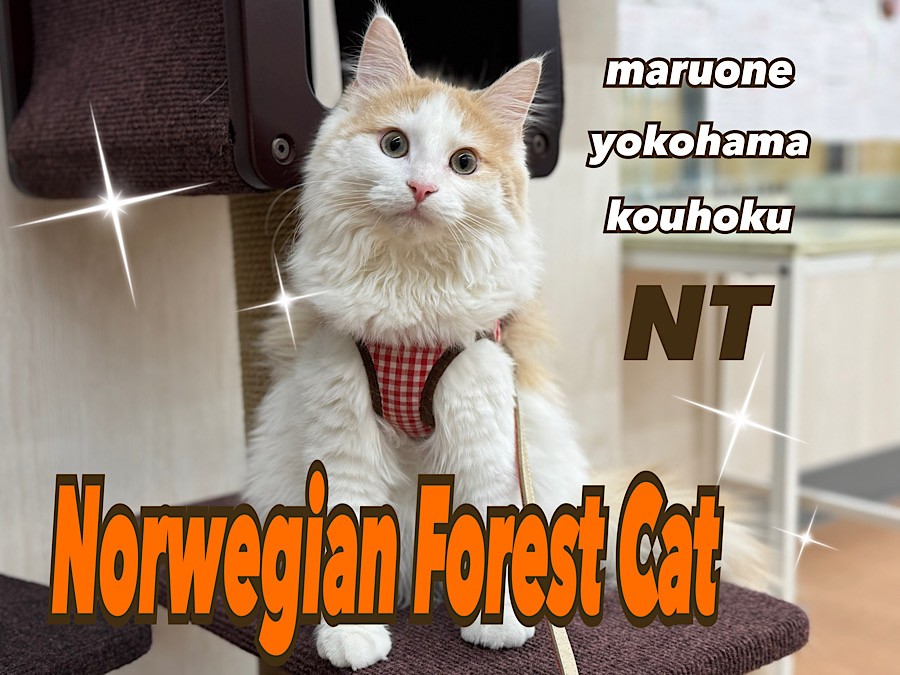 ノルウェージャンフォレストキャット 】生後6ヶ月の今とオススメな理由