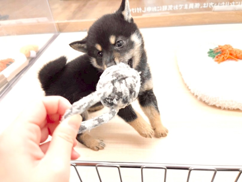 スタッフ一同全力でサポートさせて頂きます♡ | 柴犬 （14-163） - 城山店