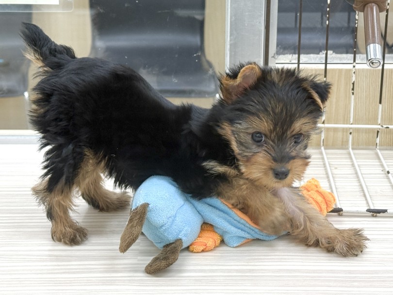 明るく社交的で飼いやすさは抜群です！ | ヨークシャーテリア （07-168） - 横浜 鶴見店