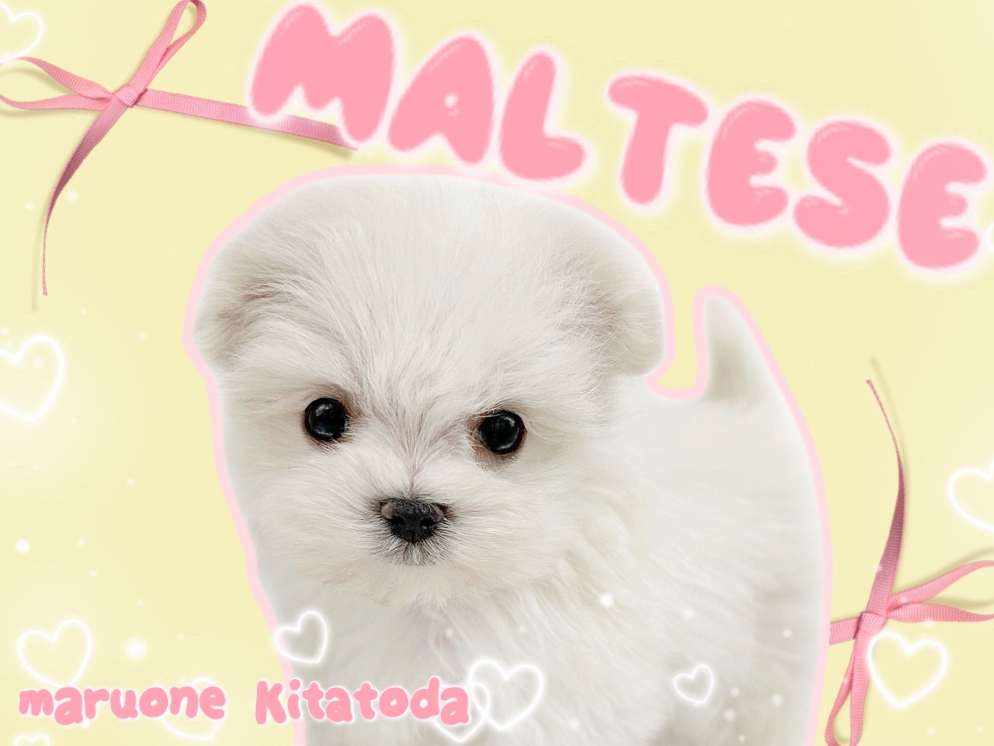 マルチーズ 】マルチーズ好きさん必見！ミニマムボディに隠された魅力