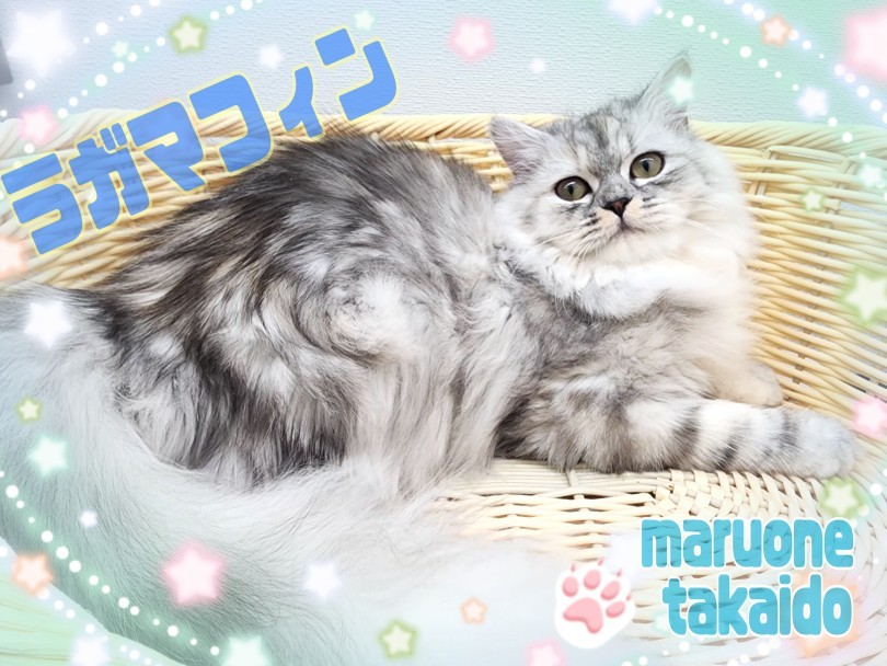 ラガマフィン 】麗しのビジュアルに落ち着いた性格！まったり過ごし