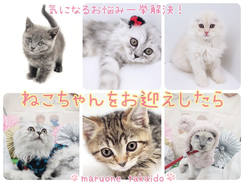 お迎え後のポイント紹介 子猫編 】気になるお悩み一挙解決