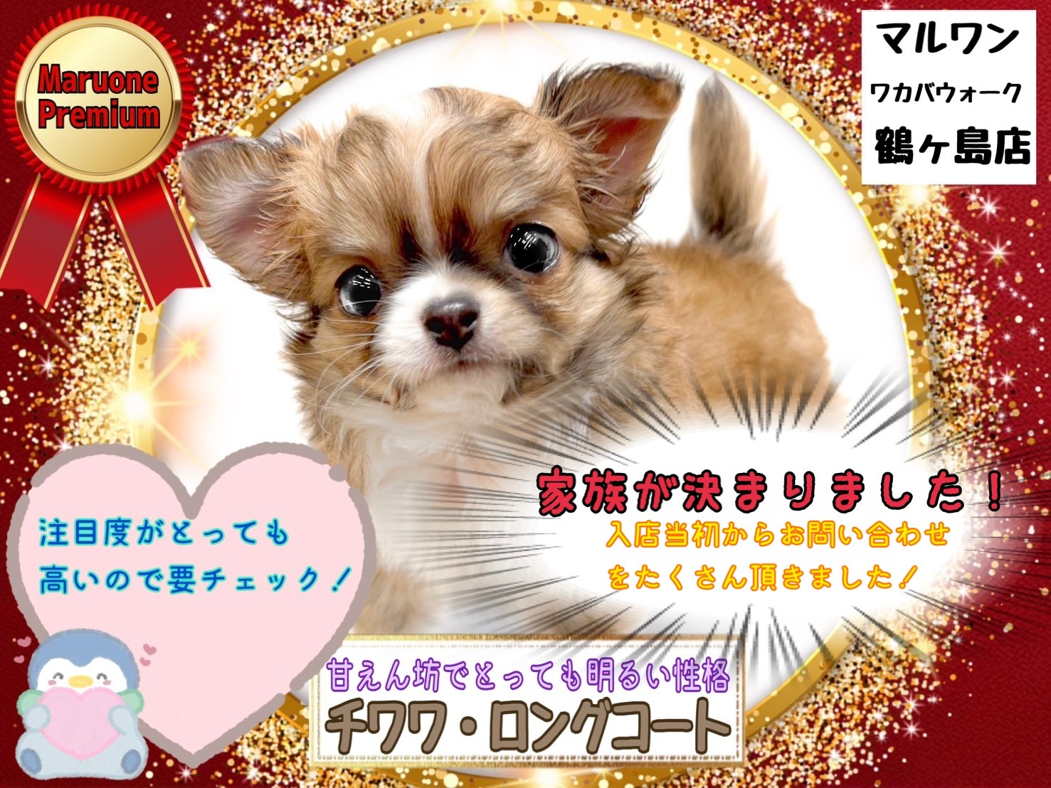 チワワ 】家族がすぐ決まるので気になったら要チェックなプレミアムチワワちゃん | マルワンBLOG | ペットショップ マルワン 小さめ子犬  美形な子猫 初心者安心のサポート